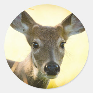 Witstaartherten Young Buck Ronde Sticker