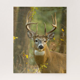 Witstaarthertenbok   Whitefish, Montana Legpuzzel