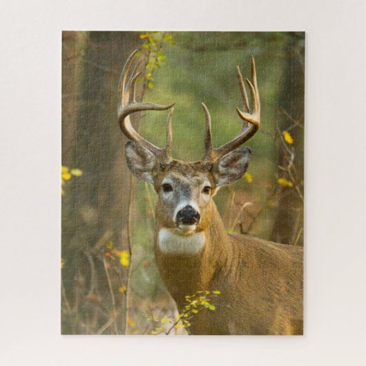Witstaarthertenbok | Whitefish, Montana Legpuzzel (Verticaal)