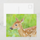 Witstaarthertenkalf | Minnesota Briefkaart (Voorkant / Achterkant)