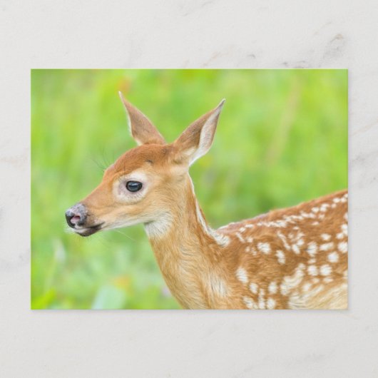 Witstaarthertenkalf | Minnesota Briefkaart (Voorkant)