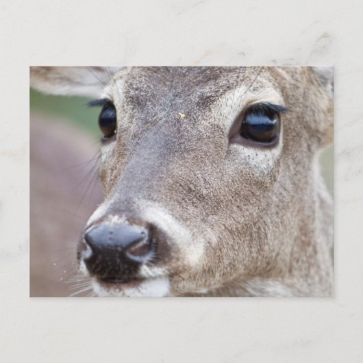 Witstaarthertoe doe drinkend water briefkaart (Voorkant)