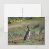 witstaartkonijn briefkaart (Voorkant / Achterkant)