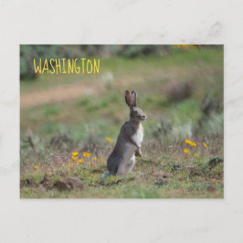 witstaartkonijn briefkaart