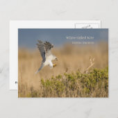 Witstaartmijt Briefkaart (Voorkant / Achterkant)