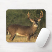 Witstaartschar Muismat (Met muis)