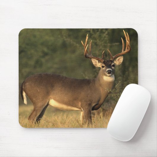 Witstaartschar Muismat (Met muis)