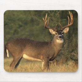 Witstaartschar Muismat