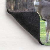 Witstaartschar Muismat (Hoek)