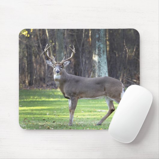 Witstaartschar Muismat (Met muis)