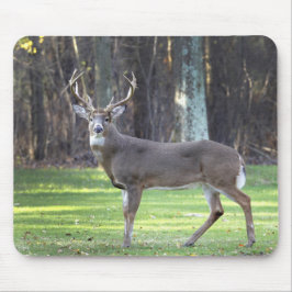 Witstaartschar Muismat