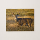 Witstaartslang (Odocoileus virginianus) volwassen Legpuzzel (Horizontaal)
