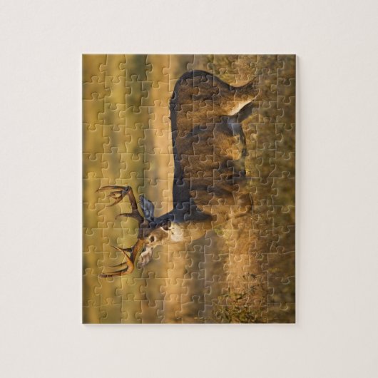 Witstaartslang (Odocoileus virginianus) volwassen Legpuzzel (Verticaal)