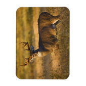 Witstaartslang (Odocoileus virginianus) volwassen Magneet (Verticaal)