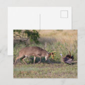 Witstaartslang vecht tegen Wilde Turkije Briefkaart (Voorkant / Achterkant)