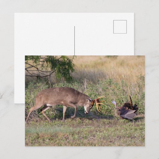 Witstaartslang vecht tegen Wilde Turkije Briefkaart (Voorkant / Achterkant)