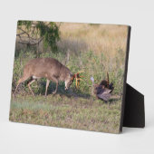 Witstaartslang vecht tegen Wilde Turkije Fotoplaat (Zijkant)