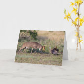 Witstaartslang vecht tegen Wilde Turkije Kaart (Gele Bloem)