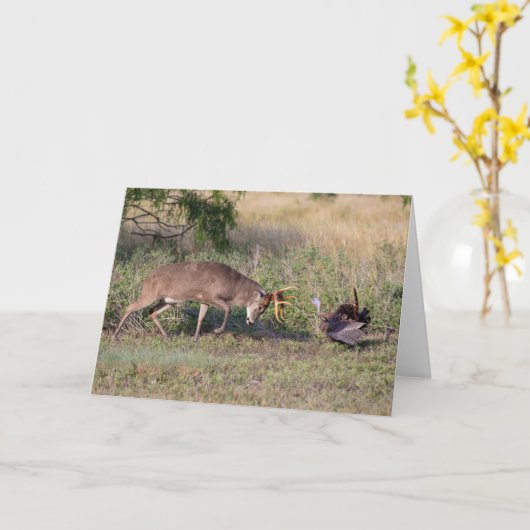 Witstaartslang vecht tegen Wilde Turkije Kaart (Gele Bloem)