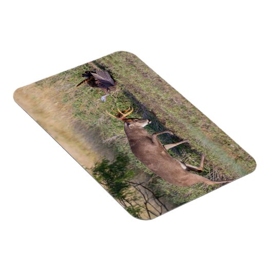 Witstaartslang vecht tegen Wilde Turkije Magneet (Rechterzijde)