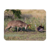 Witstaartslang vecht tegen Wilde Turkije Magneet (Horizontaal)