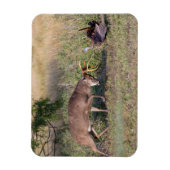 Witstaartslang vecht tegen Wilde Turkije Magneet (Verticaal)