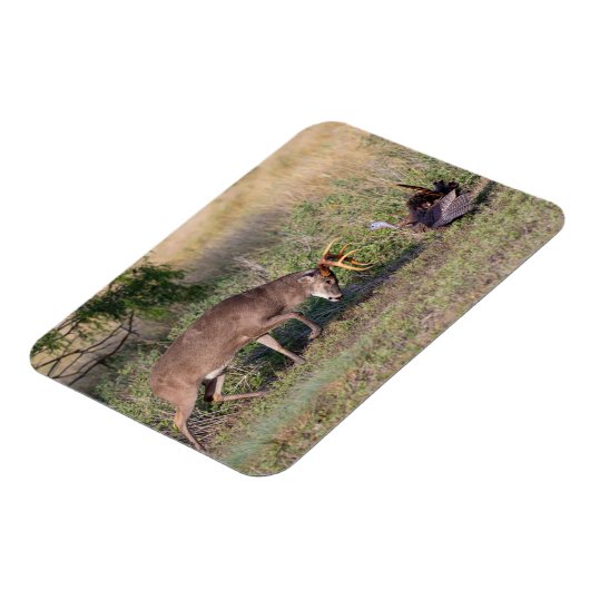 Witstaartslang vecht tegen Wilde Turkije Magneet (Linkerzijde)