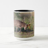 Witstaartslang vecht tegen Wilde Turkije Mok (Midden)