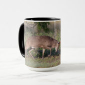 Witstaartslang vecht tegen Wilde Turkije Mok (Voorkant links)