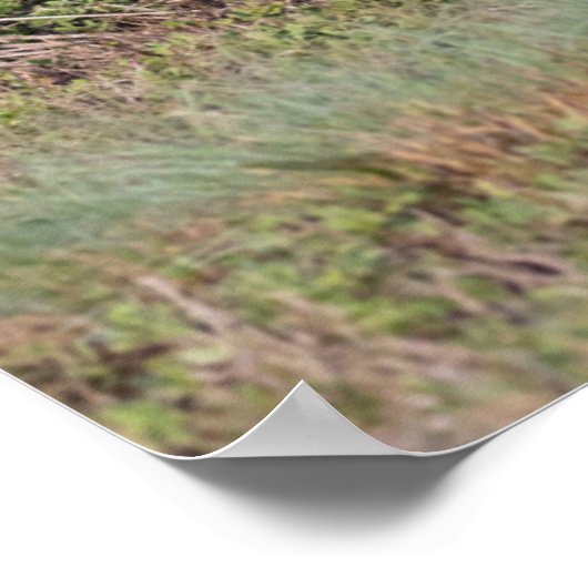 Witstaartslang vecht tegen Wilde Turkije Poster (Hoek)