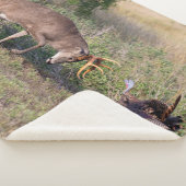 Witstaartslang vecht tegen Wilde Turkije Sherpa Deken (3/4)