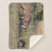 Witstaartslang vecht tegen Wilde Turkije Sherpa Deken (Voorkant)