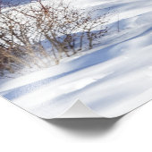 Witstaartster die naar je kijkt foto afdruk (Hoek)