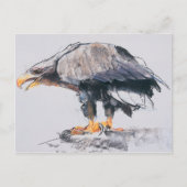 WitstaartZee Eagle 2001 Briefkaart (Voorkant)