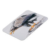 WitstaartZee Eagle 2001 Magneet (Linkerzijde)