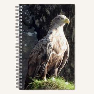 Witstaartzeearend Kustrots Wilde Dieren Notitieboek