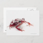 Witstremde gif Dart Kikker 2 Briefkaart (Voorkant / Achterkant)