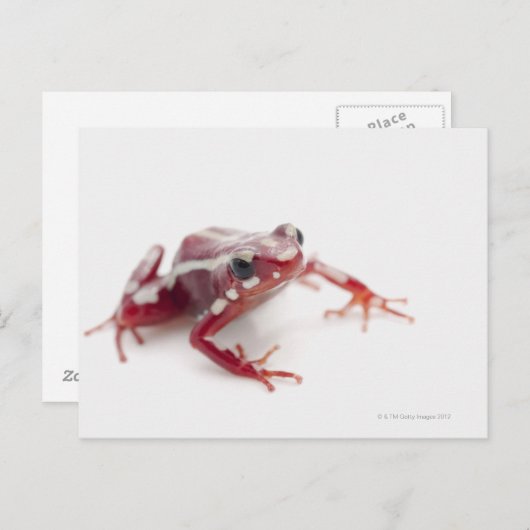 Witstremde gif Dart Kikker 2 Briefkaart (Voorkant / Achterkant)