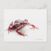 Witstremde gif Dart Kikker 2 Briefkaart (Voorkant)