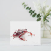 Witstremde gif Dart Kikker 2 Briefkaart (Staand voorkant)