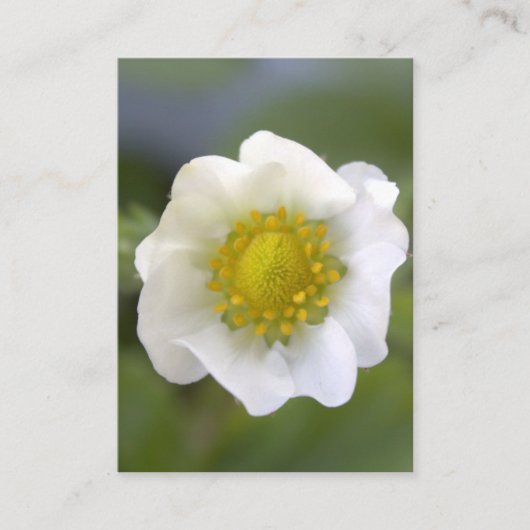  witte aardbeibloem visitekaartjes. visitekaartje (Voorkant)
