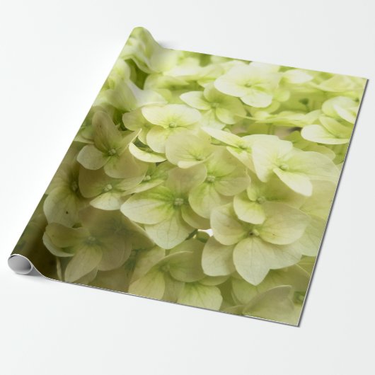 Witte achtergrond van hydrangeenbloem cadeaupapier (Uitgerold)