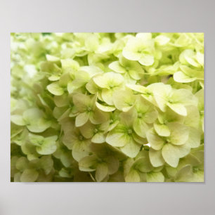 Witte achtergrond van hydrangeenbloem poster