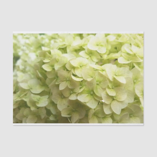 Witte achtergrond van hydrangeenbloem tissuepapier (Voorkant)