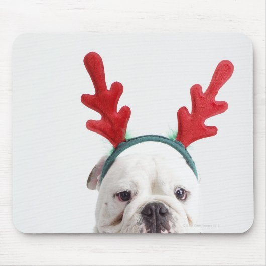 witte achtergrond, witte stierenhond, rood muismat (Voorkant)
