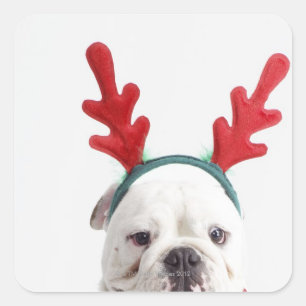 witte achtergrond, witte stierenhond, rood vierkante sticker
