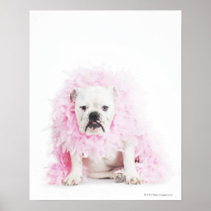 witte achtergrond, witte stierenhond, roze veer poster