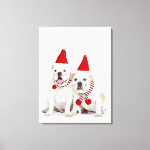 witte achtergrond, witte stierenhonden, mannelijke canvas afdruk