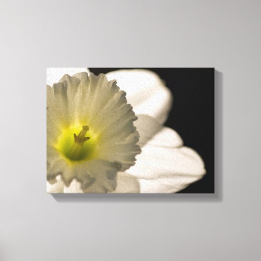 Witte affodilerkloer met achtergrondverlichting canvas afdruk (Voorkant)