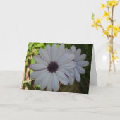 Witte African Daisy Flower Kaart (Gele Bloem)